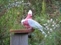 Galah